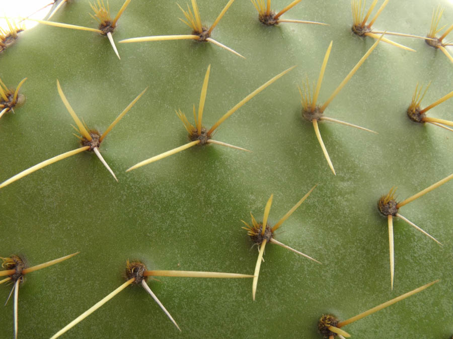 Opuntia naturalizzata